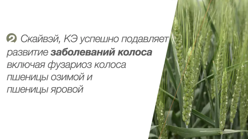 Слайд #5 Фунгицид Скайвэй - особенности применения