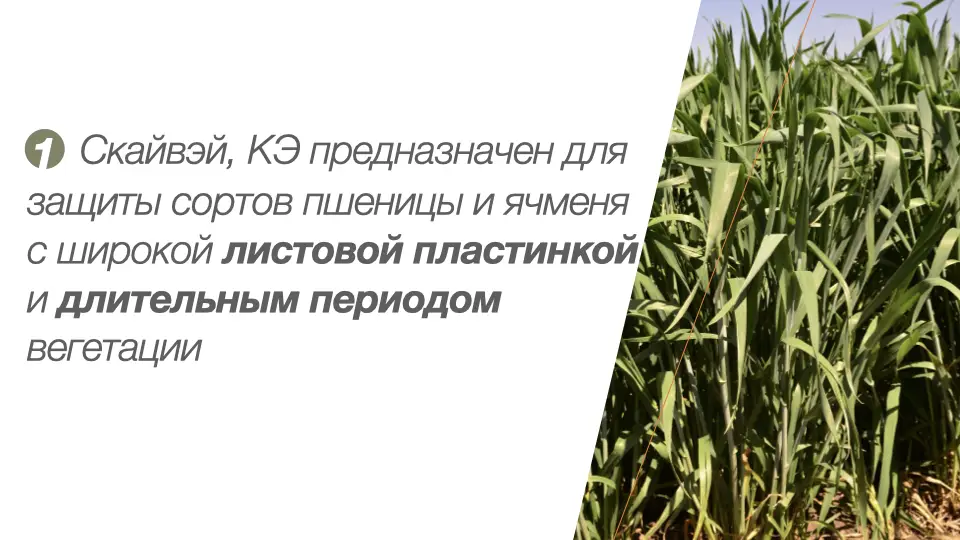Слайд #4 Фунгицид Скайвэй - особенности применения