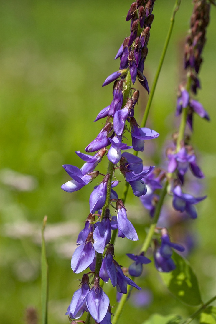 Козлятник восточный