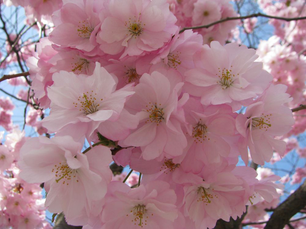 Слива мелкопильчатая