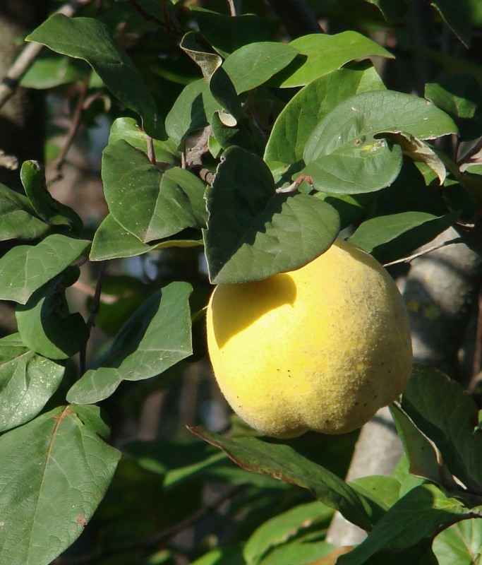 Айва обыкновенная