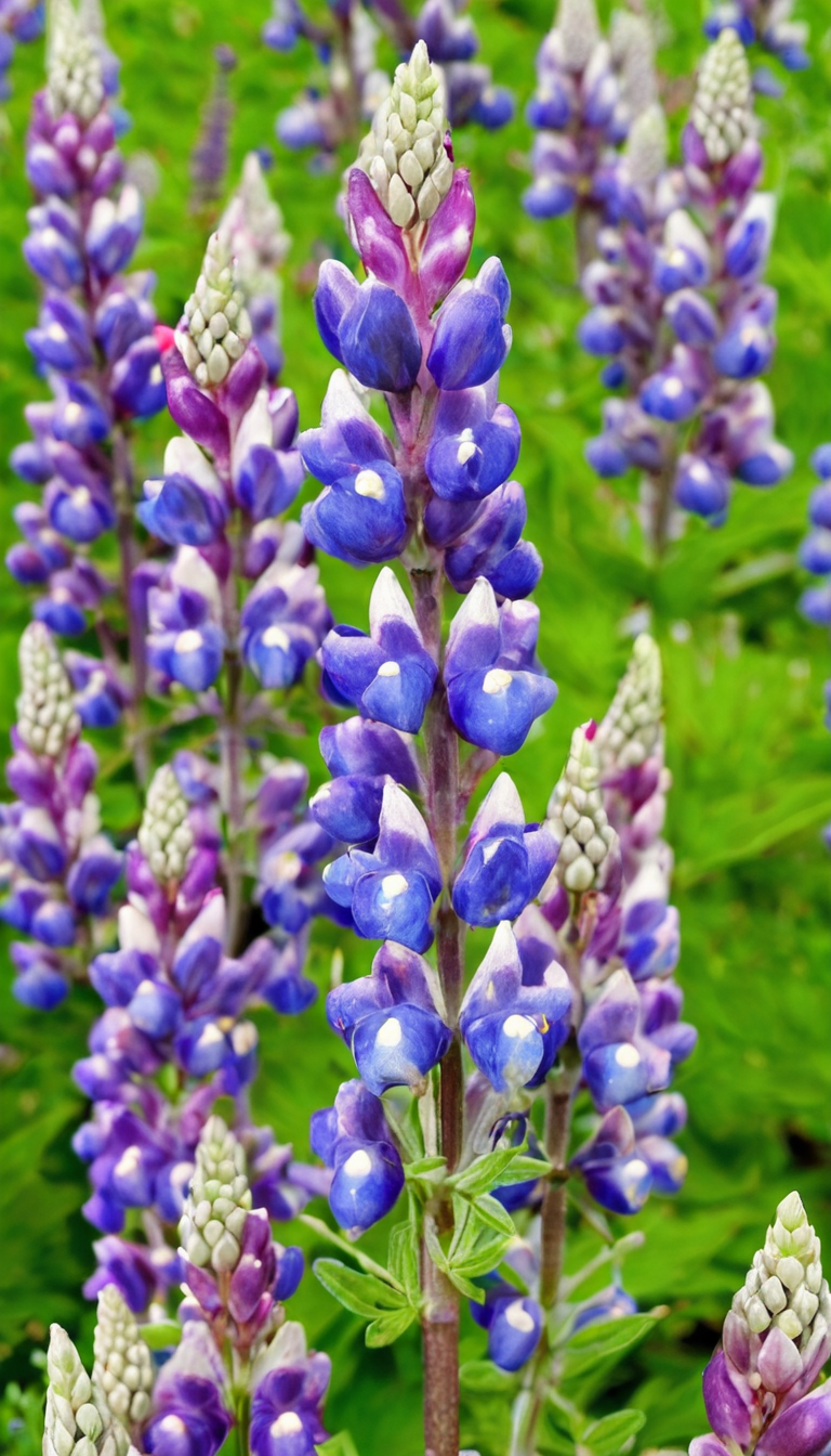 Люпин декоративный