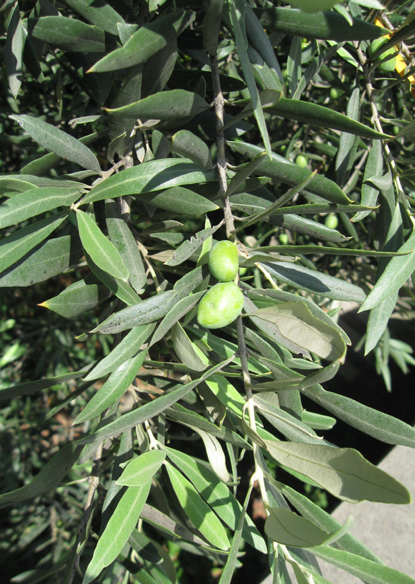 Олива европейская