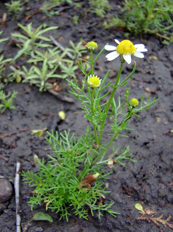 Ромашка аптечная