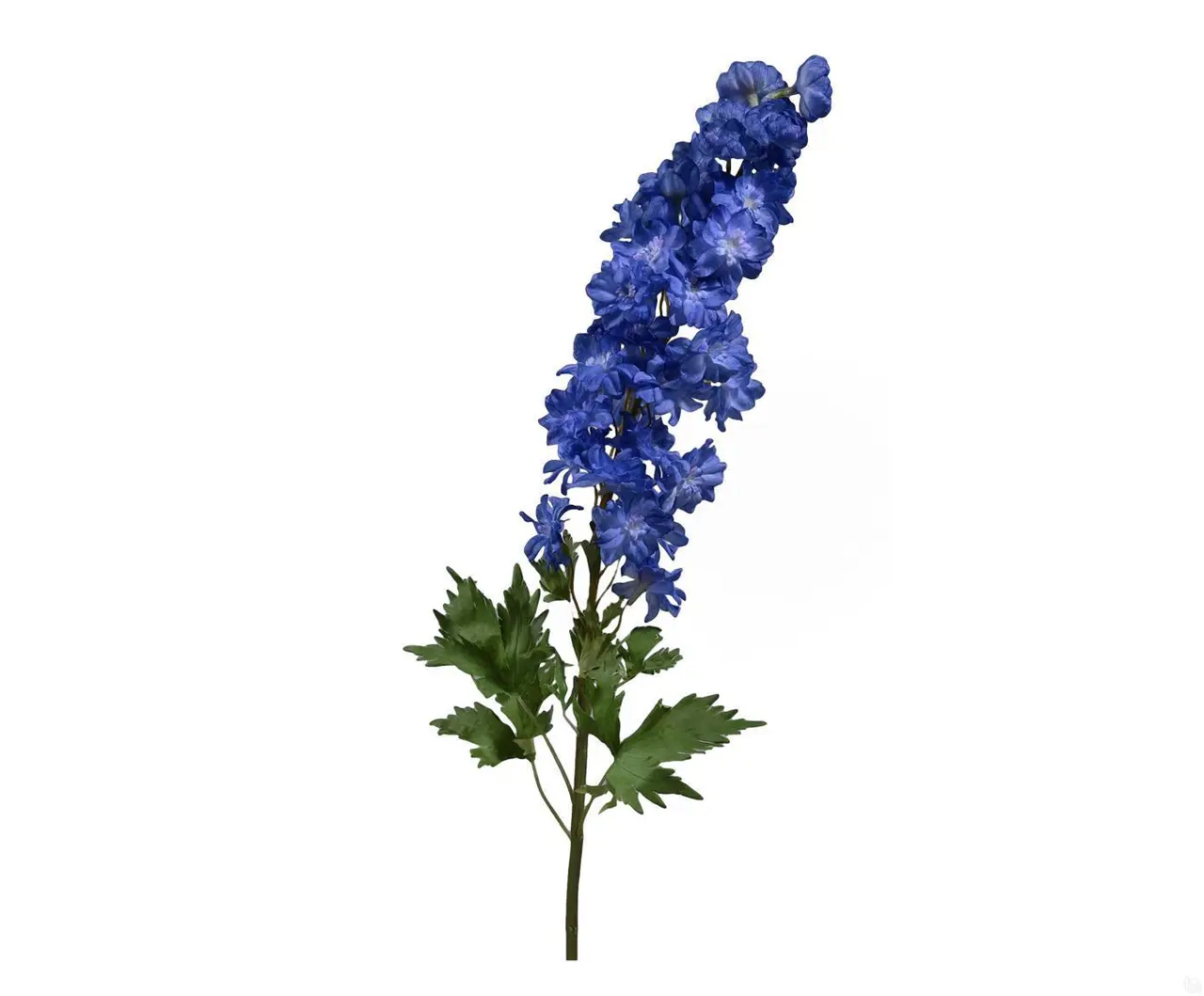 Дельфиниум аяксов