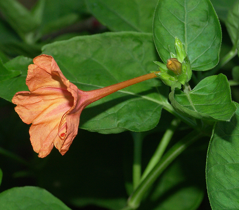 Мирабилис ялапа