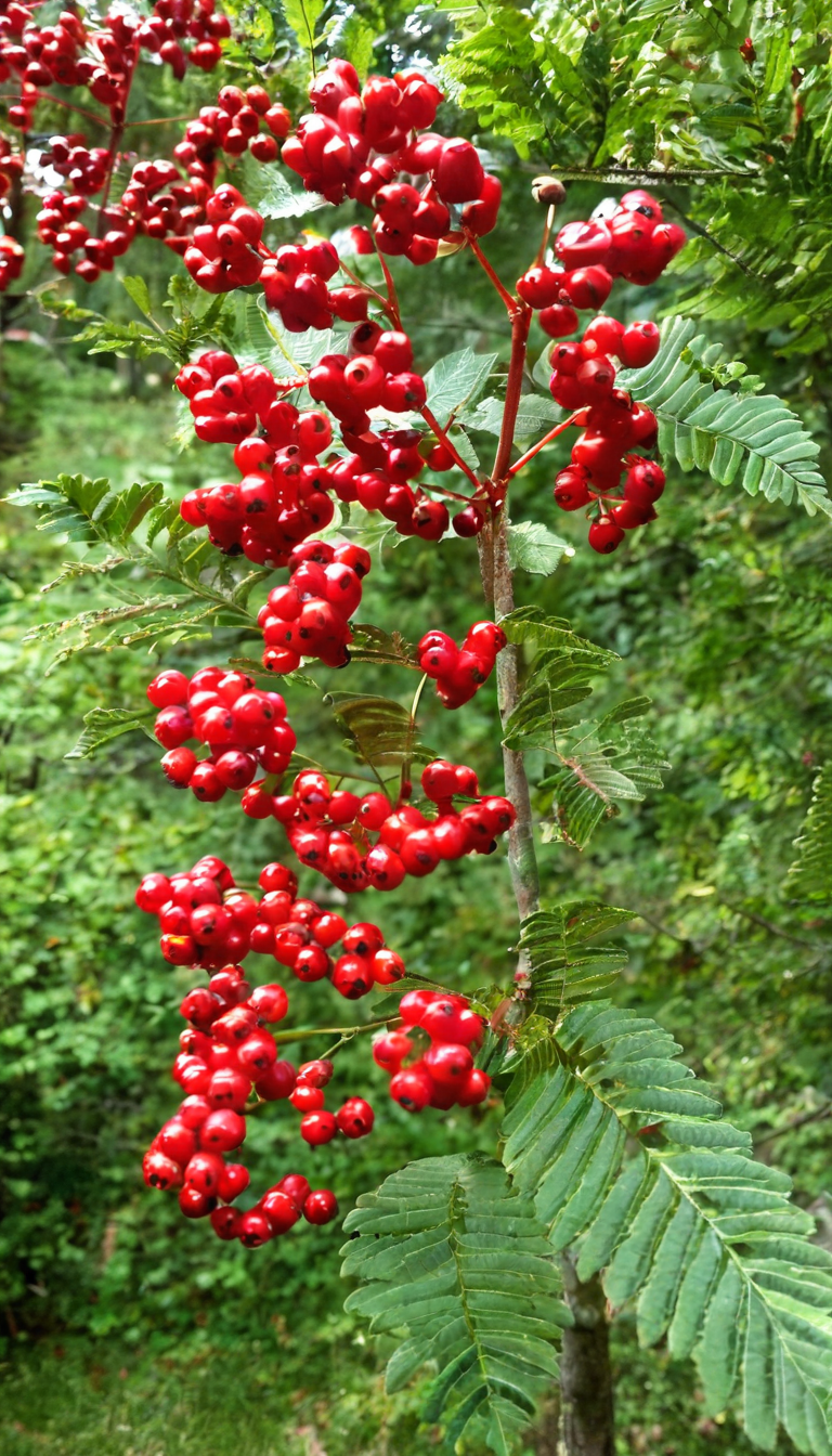 Рябина глоговина 
