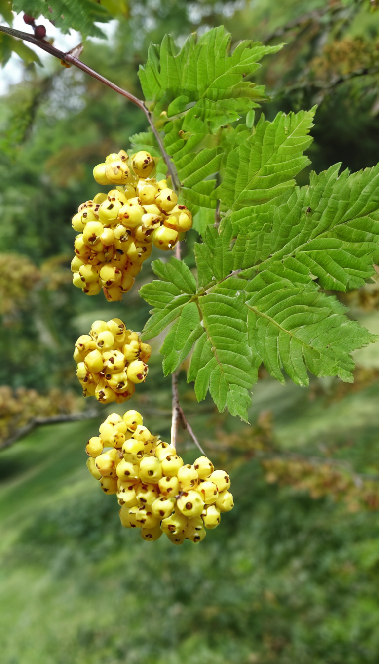 Рябина ария