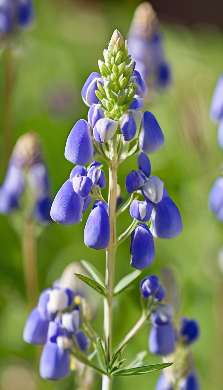 Люпин многолетний