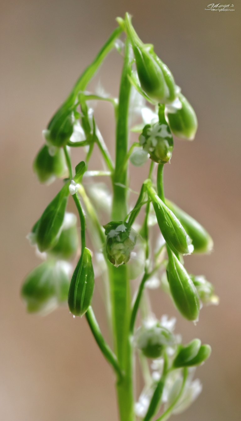 Гулявник лезеля