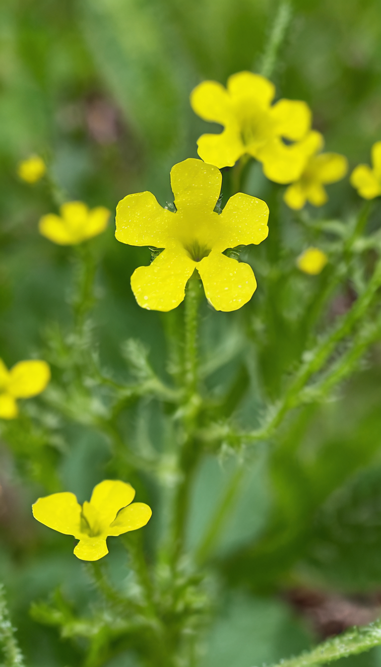 Нуг абиссинский