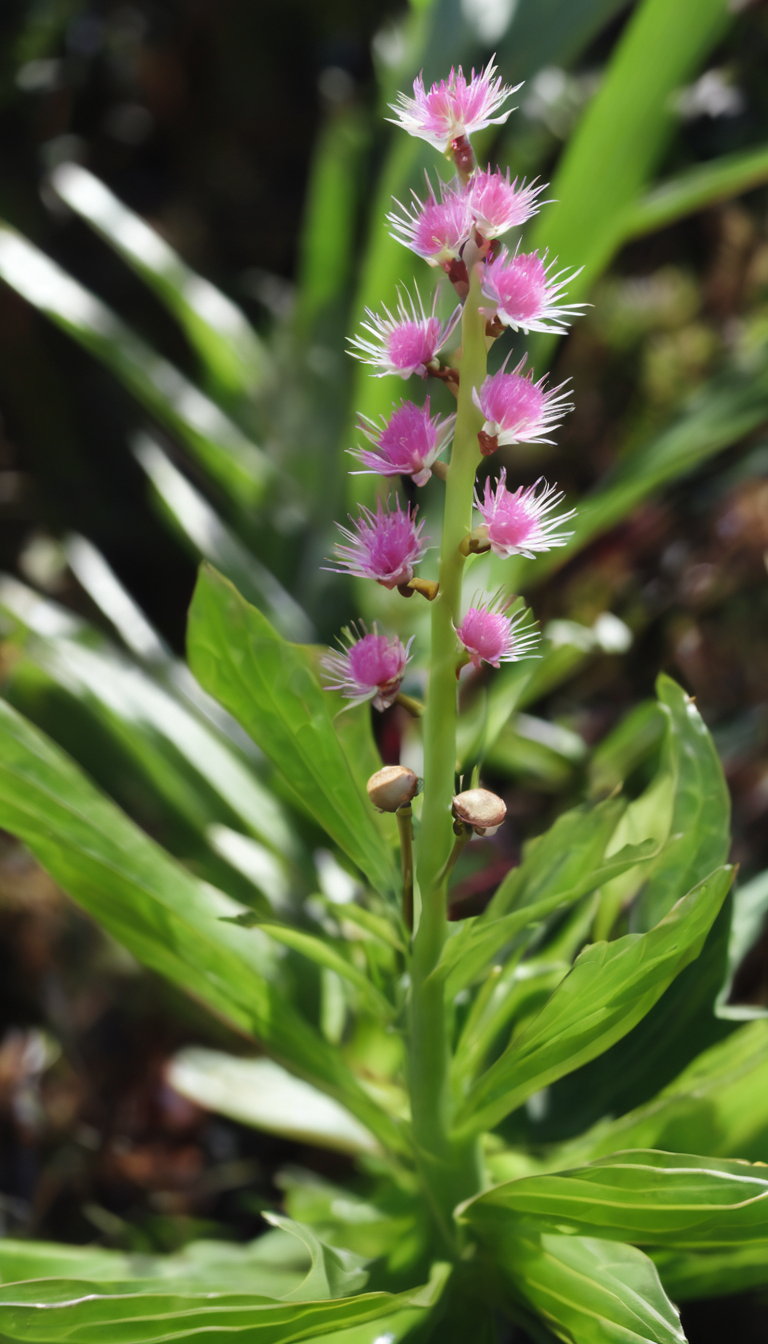 Трититригия