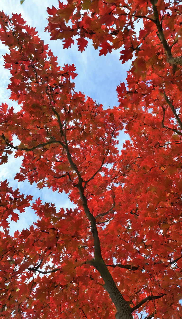 Дуб скальный