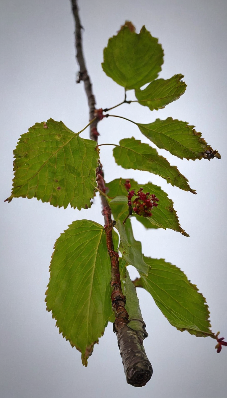 Ольха сердцевидная
