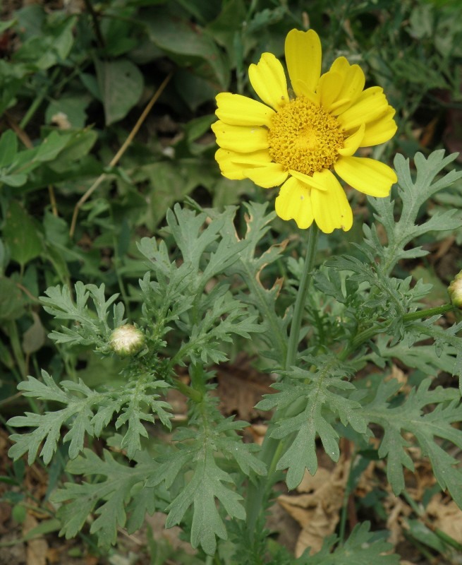 Хризантема увенчанная