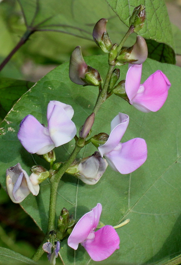 Долихос обыкновенный