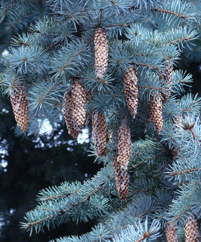 Ель голубая