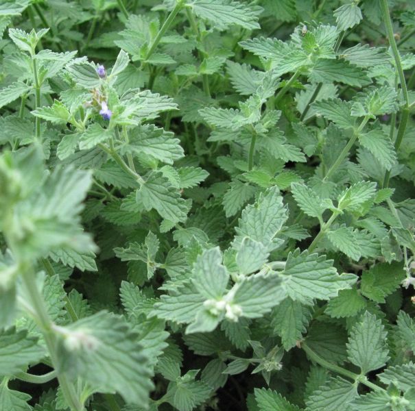 Котовник лимонный