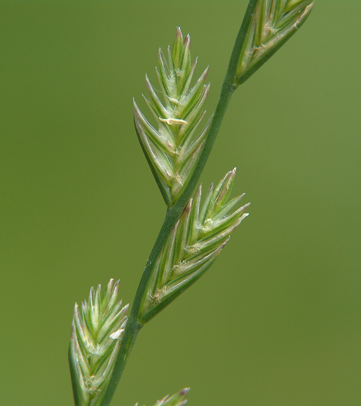 Райграс английский
