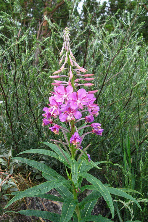 Кипрей узколистный