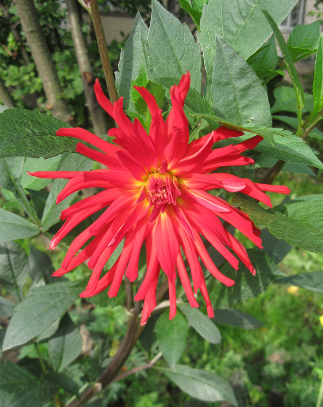 Георгина культурная