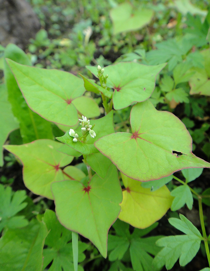 Гречиха татарская