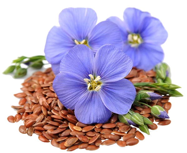 Культура Лен