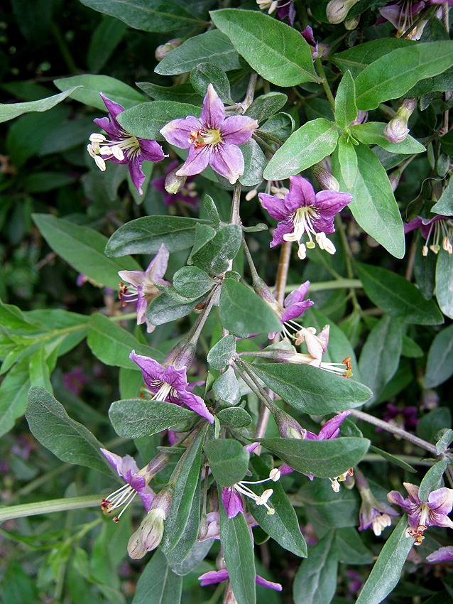 Дереза обыкновенная