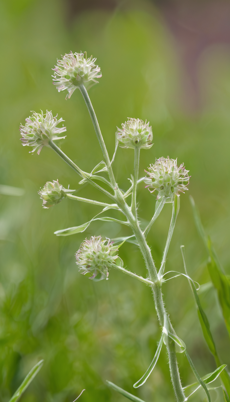 Левзея (семенные плантации)