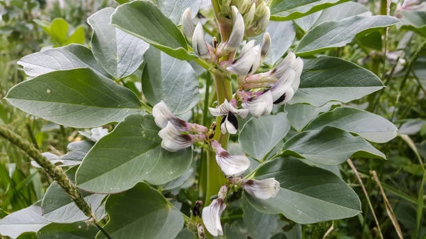 Русские бобы