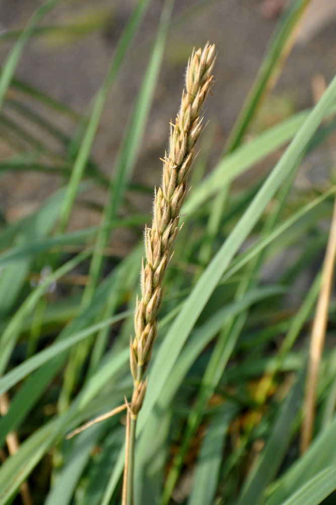 Колосняк песчаный