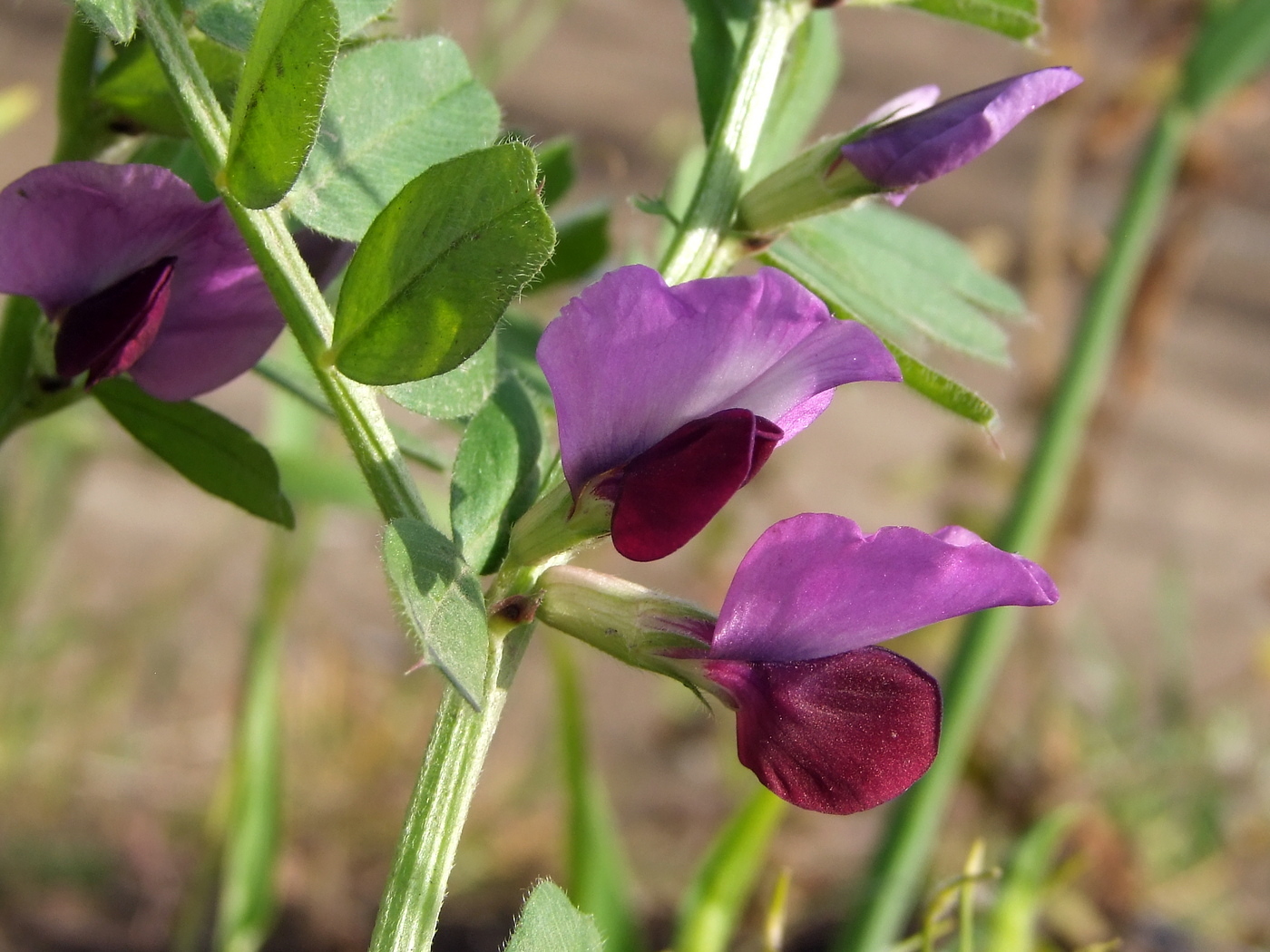 Вика яровая