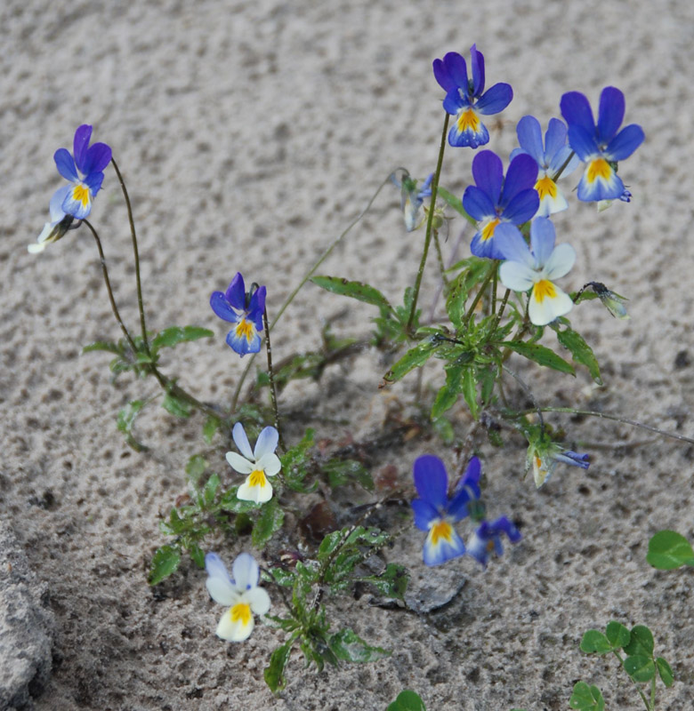 Анютины глазки