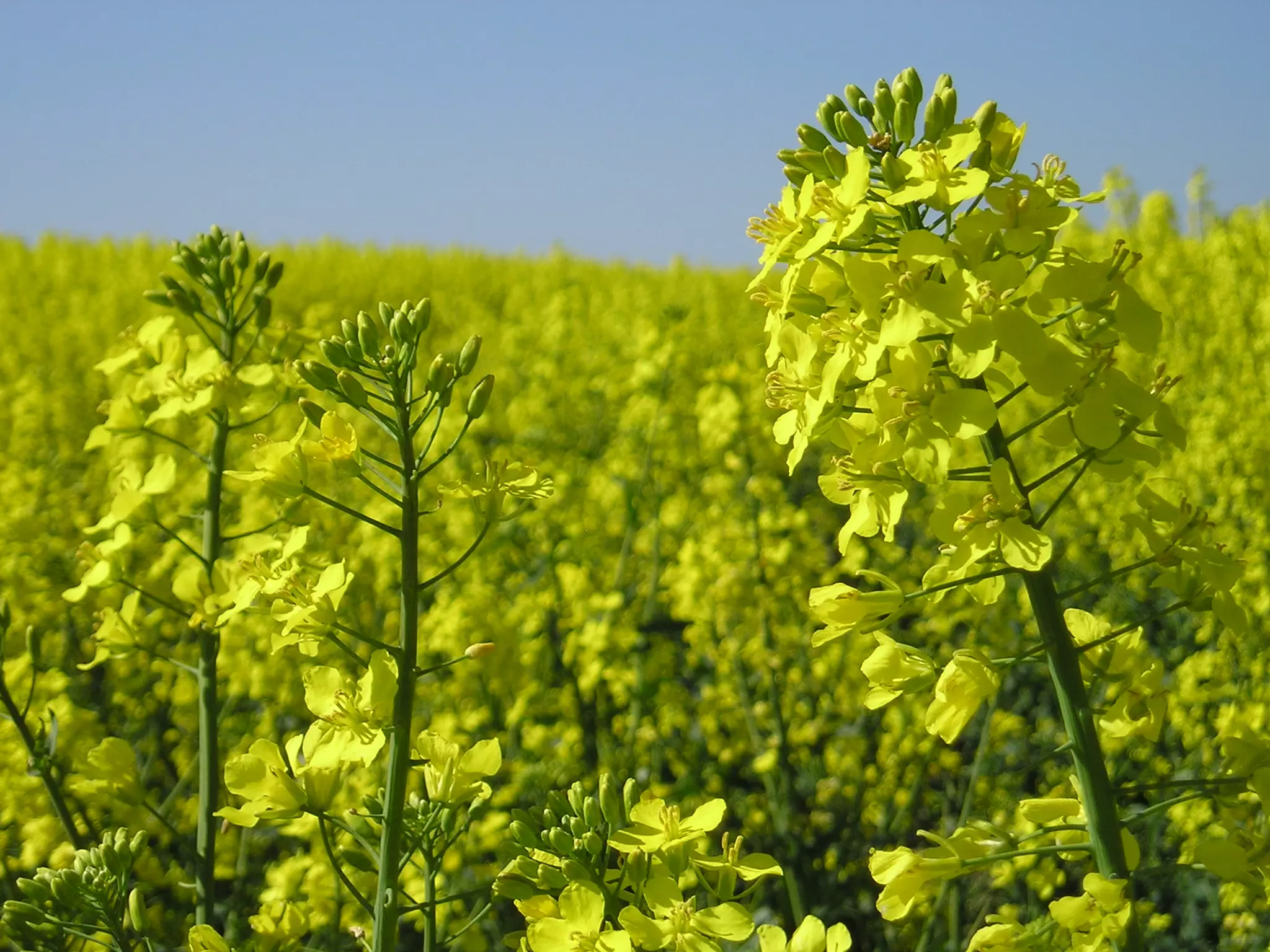 Рапс озимый