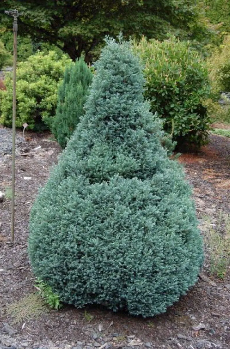 Кипарисовик горохоплодный 