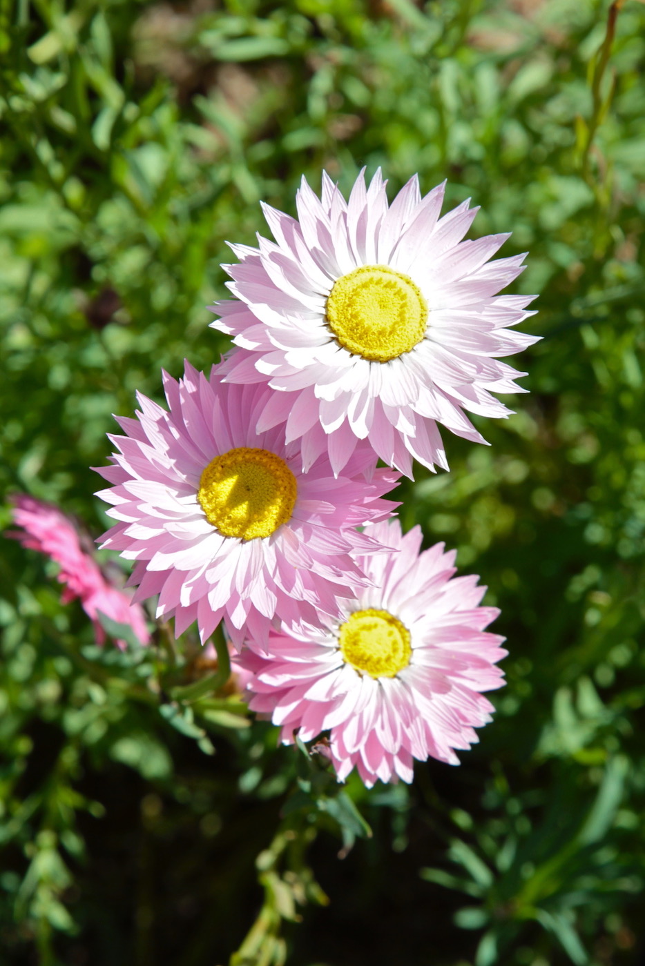 Гелиптерум розовый