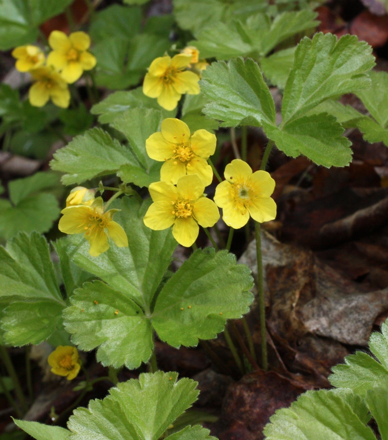 Вальдштейния тройчатая