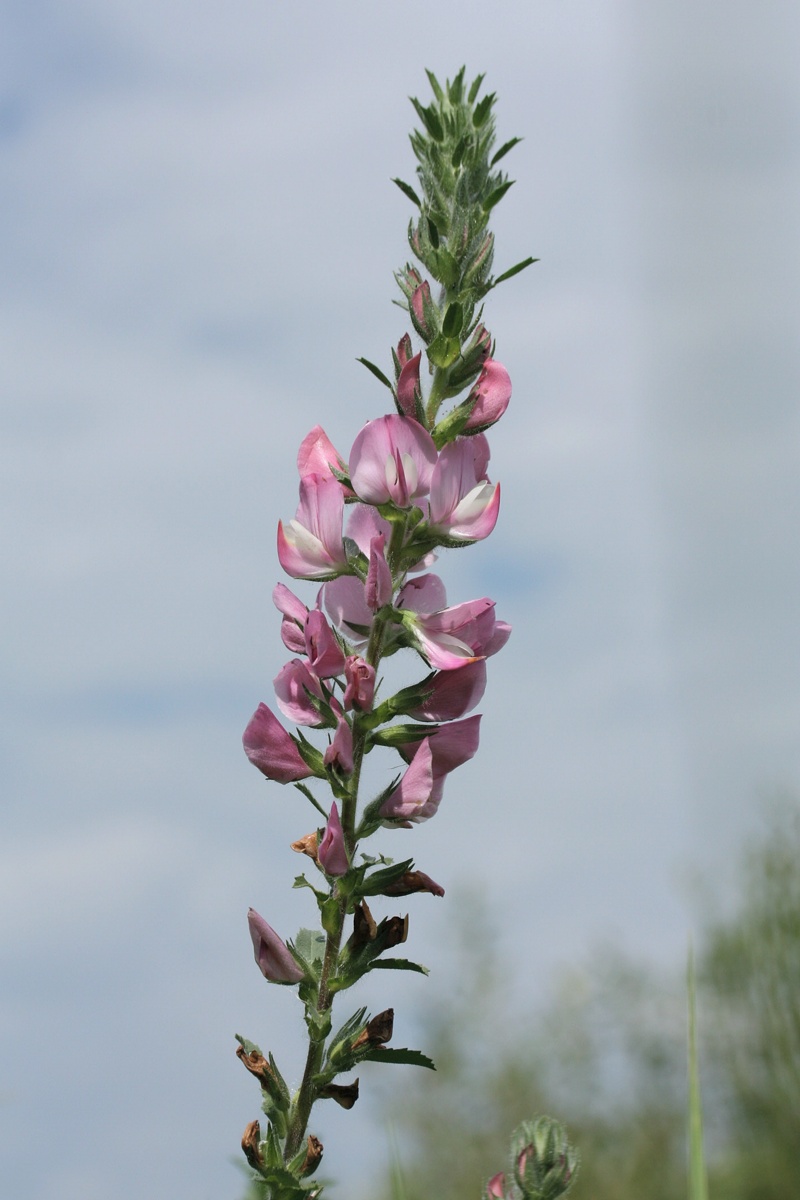 Стальник полевой