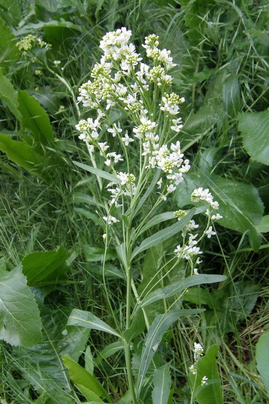 Хрен обыкновенный