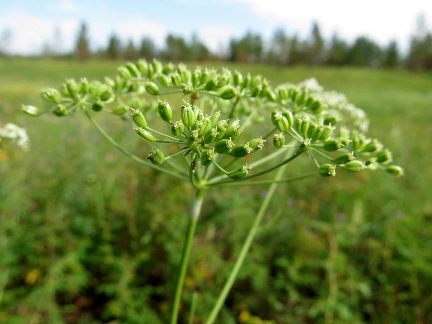Тмин обыкновенный
