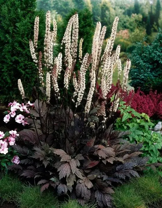 Калопогон мукуновый