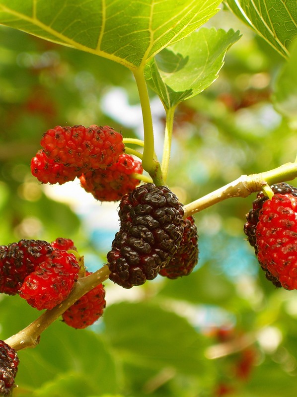 Шелковица белая