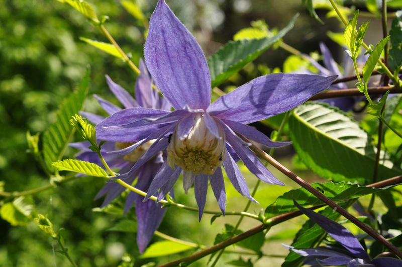 Княжик крупнолепестковый