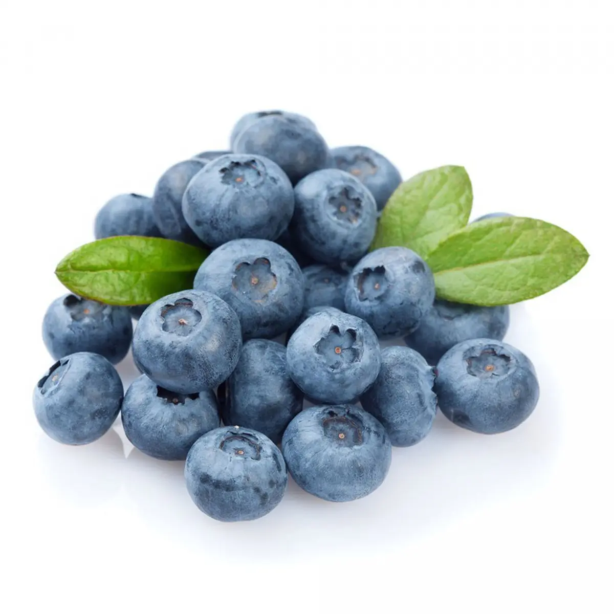 Цинерария морская (цинерария приморская)