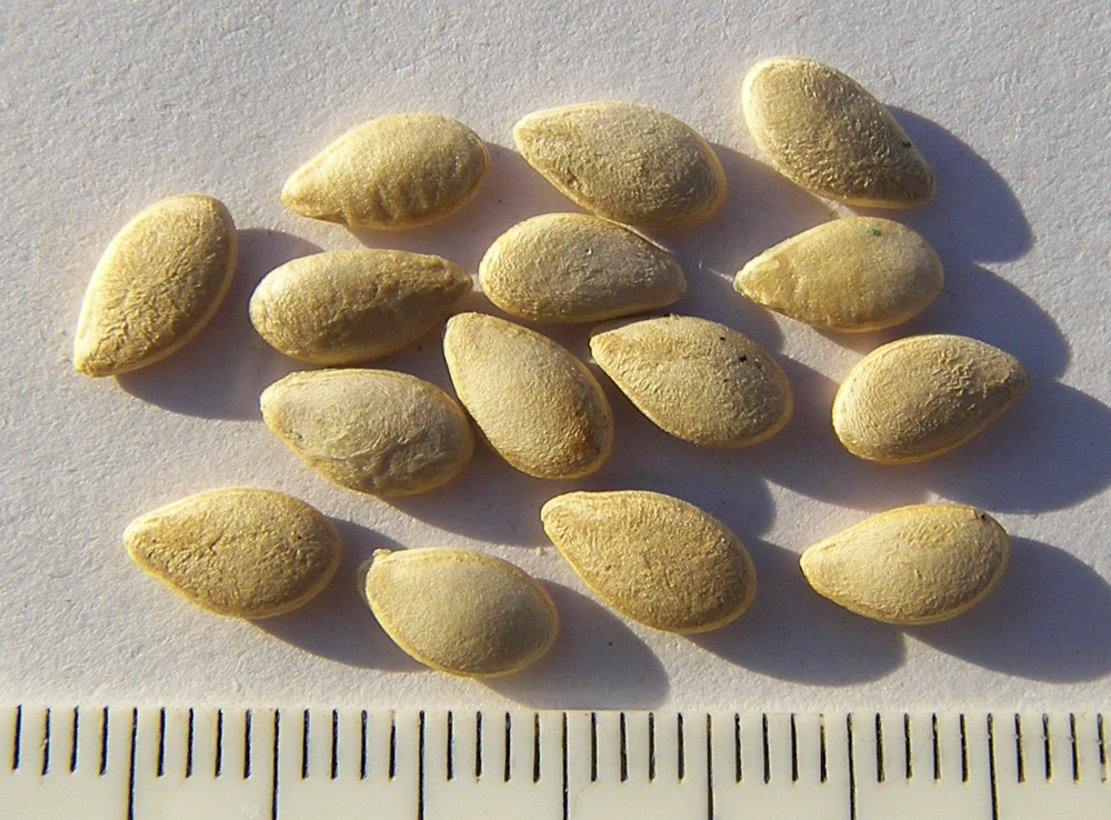 Тыква вонючая