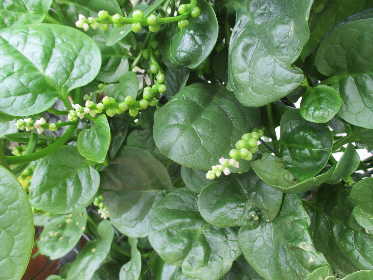 Базелла белая