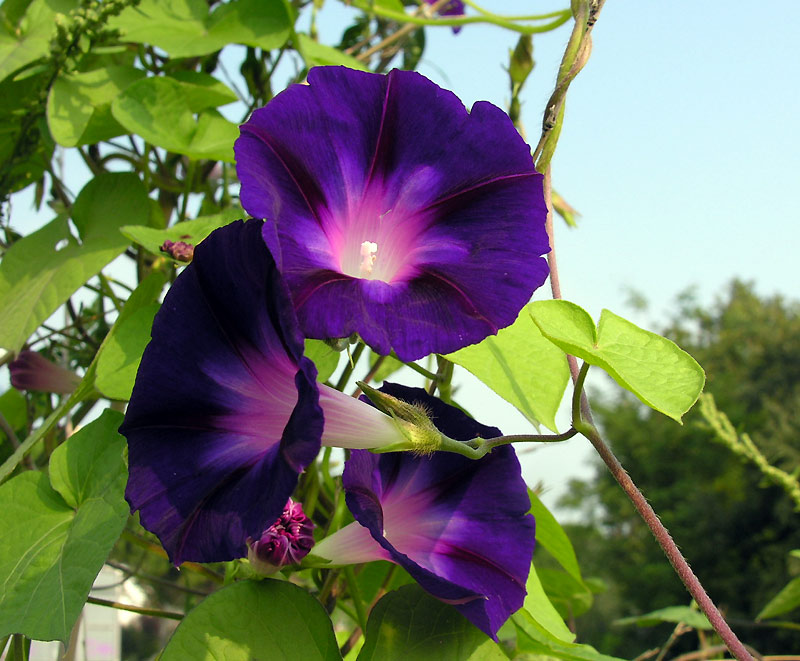 Фарбитис пурпурный