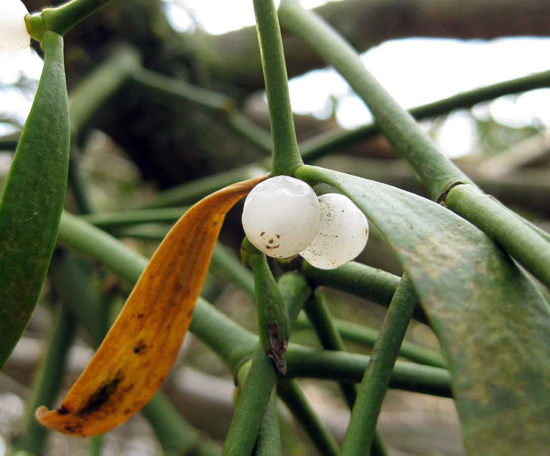 Омела белая
