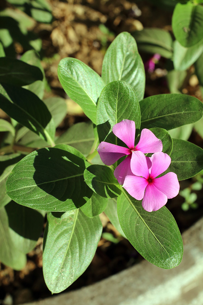 Катарантус розовый