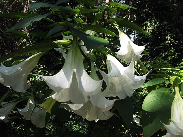 Дурман древовидный